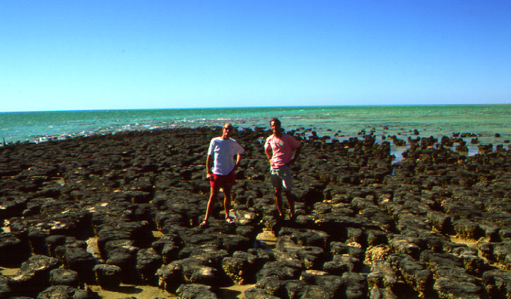 what are stromatolites