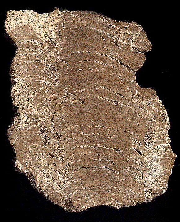 wistromatolite.gif (169382 bytes)