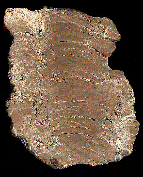 Stromatolite-like deposits. Microfabric details of the